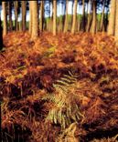 CPM La France Les Landes Touristique La Foret Aquitaine 