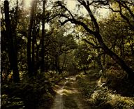 CPM Visage des Landes Sentier en foret 