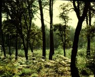 CPM Foret d'Automne Contre Jour 