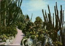 CPM Principaute de Monaco Le Jardin Exotique 
