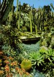 CPM Principaute de Monaco Le Jardin exotique 