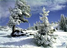 CPM Couleurs et Lumiere de France Feerie Hivernale 