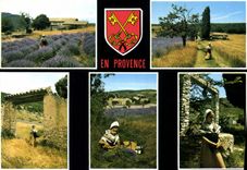 CPM En Provence Les Belles Images de Provence 