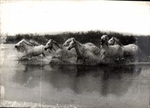 CPA Chevaux