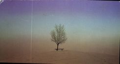 CPA Collection les Arbres 