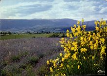 CPM Image de Provence Senteur des Lavandes 