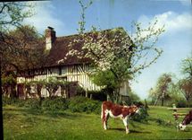 CPM Couleurs et lumiere de France la luxuriante Normandie 