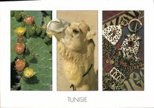 CPM Tunisie Chameau