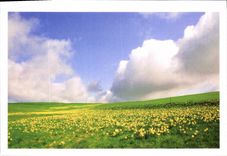 CPM Sauvons nos paysages Jonquilles sur les plateaux de Haute Loire 