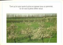 CPM Tant qu'on peut apres la pluie se reposer sous un pommier la vie vaut la peine d'ete vecue 