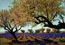 CPM Champ de lavande 