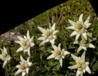 CPM Edelweiss Leontopodium alphinum 