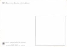 CPM Edelweiss Leontopodium alphinum 