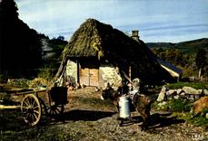 CPM En Auvergne Vieux buron au toit de chaume Ane Mule Folklore