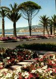CPM La Cote d'Azur Cannes la Croisette 