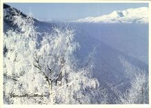 CPM Arbre sous la neige