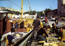 CPM Retour de peche en Mediterranee les sardines mises en boites 