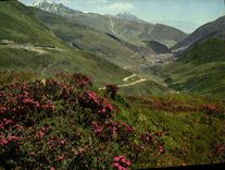 CPM Alpenrosen am Oberalppass und Tschamut 