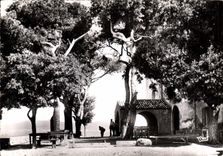 CPM La Cote d'Azur Cap d'Antibes La Garoupe La Chapelle 