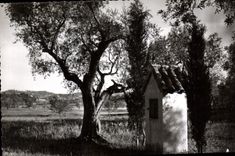 CPM Grasse Alpes Maritimes Au millieu d'oliviers et cypres oratoire des environs 