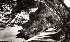 CPM Menton Carnoles La Promenade du Cap Martin 