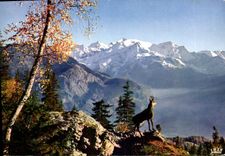 CPM Le chamois des Alpes 