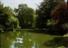 CPM Cambrai Nord Le jardin public Le lac aux cygnes 