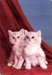 CPM Chats Chatons