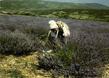 CPM Les Belles Images de Provence Jeune Provencale dans les Lavandes 