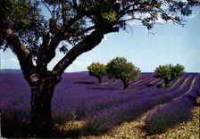 CPM Sous le beau ciel du Midi Champ de lavande 