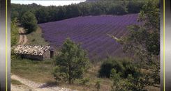 CPM Au detour d'un sentier 