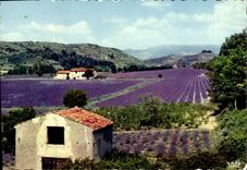 CPM Reflets de la Cote d'Azur Au pays de la Lavande Lavandes en fleurs 