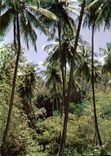 CPM Martinique Precheur Sous bois a l'Anse Couleuvre 