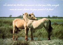 CPM Houtland Chevaux