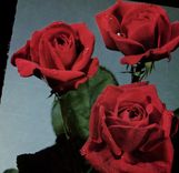CPM Roses