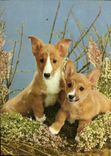 CPM Chiens