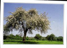 CPM Rendez vous avec le Nord le Bocage Avesnoil au printemps