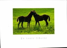 CPM En Toute Liberte Chevaux
