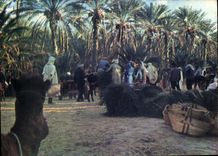 CPM Nefta le Marche 