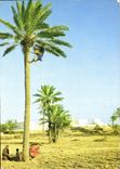 CPM Jerba Cueillette de Dattes 