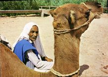 CPM Tunisie Camel driver resting 