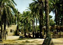 CPM Tunisie Gabes Scenes Typiques 