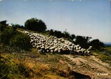 CPM Auvergne Troupeau de montons au paturage 