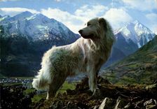 CPM Chien des Pyrenees dans la Montagne 