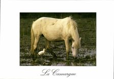 CPM En Camargue Cheval Oiseau