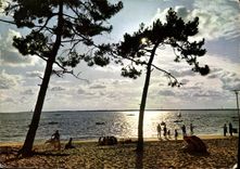 CPM Cote d'Argent Bassin d'Arcachon Coucher de Soleil a travers les Pins 
