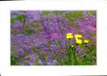 CPM Serie fleurs des Champs 