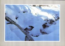 CPM Les joies de la neige 