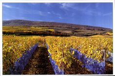 CPM Avant les venndages tardives des filets tendus protegent le vignoble alsacien des oiseaux 