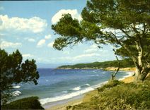 CPM Lumiere et Beautte de la Cote d'Azur Paysage typique de la Cote 